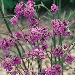 Garden verbena bonariensis for sale  Delivered anywhere in UK