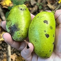 Pawpaw tree live for sale  Delivered anywhere in USA 
