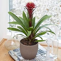Plant theory 45cm for sale  Delivered anywhere in UK