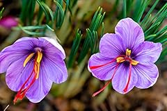 Saffron crocus bulbs for sale  Delivered anywhere in USA 