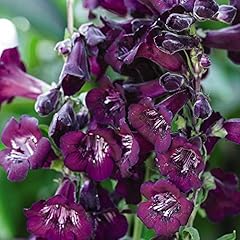 Penstemon blackberry hardy for sale  Delivered anywhere in Ireland