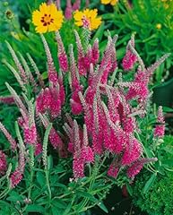 Veronica spicata rotfuchs gebraucht kaufen  Wird an jeden Ort in Deutschland