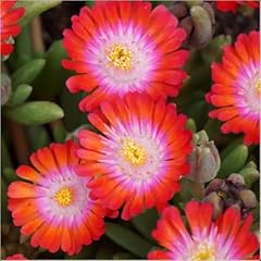 Delosperma jewel desert for sale  Delivered anywhere in UK