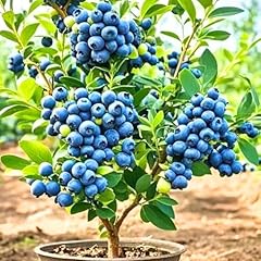 Blueberry plants live for sale  Delivered anywhere in USA 