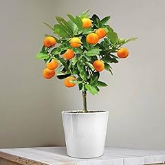 Mini orange tree for sale  Delivered anywhere in UK