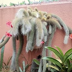Monkey tail cactus for sale  Delivered anywhere in USA 