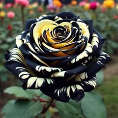 Kimsa rose seeds for sale  Delivered anywhere in UK