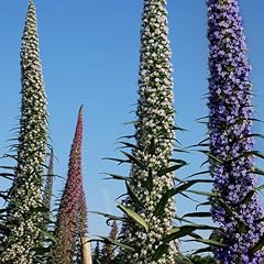 Plant seeds echium for sale  Delivered anywhere in Ireland