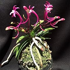 Neofinetia falcata flower usato  Spedito ovunque in Italia 