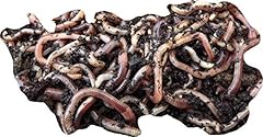 Yorkshire worms worm for sale  Delivered anywhere in UK