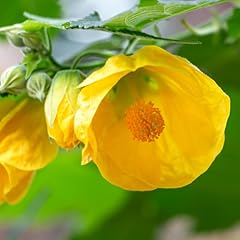 Abutilon plants live for sale  Delivered anywhere in USA 
