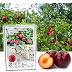 American red plum for sale  Delivered anywhere in USA 