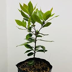 Sweet bay laurel for sale  Delivered anywhere in USA 