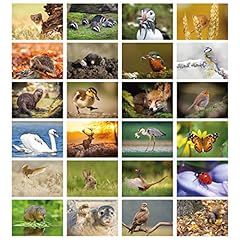 Pack british wildlife for sale  Delivered anywhere in UK