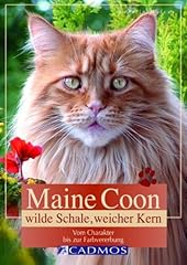 Maine coon wilde d'occasion  Livré partout en Belgiqu
