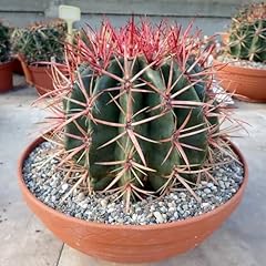 Mexican fire barrel for sale  Delivered anywhere in USA 