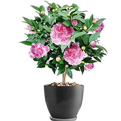 Exquisite pink camellia for sale  Delivered anywhere in USA 