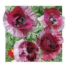 Park seed poppy for sale  Delivered anywhere in USA 