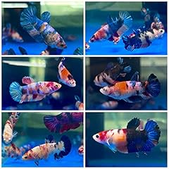 Tropical koi galaxy for sale  Delivered anywhere in USA 