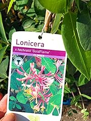 Established honeysuckle plant for sale  Delivered anywhere in UK