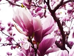 Magnolie magnolia loebneri gebraucht kaufen  Wird an jeden Ort in Deutschland