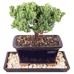 Brussel bonsai live for sale  Delivered anywhere in USA 