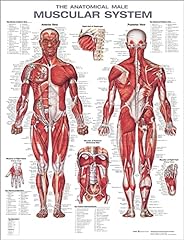 Muscular system anatomical for sale  Delivered anywhere in USA 