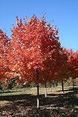 Sugar maple tree for sale  Delivered anywhere in USA 