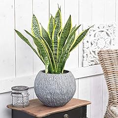 Sansevieria laurentii plant for sale  Delivered anywhere in UK