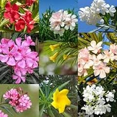 Oleander flower seeds for sale  Delivered anywhere in UK