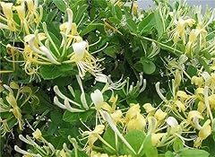 Garden plant seed for sale  Delivered anywhere in USA 