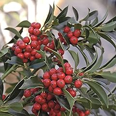 Suttons seeds ilex for sale  Delivered anywhere in UK