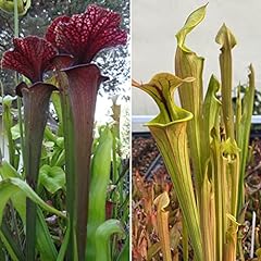 Huge carnivorous pitcher for sale  Delivered anywhere in USA 