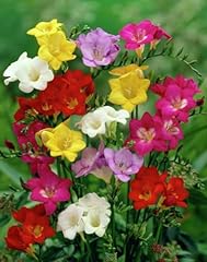 Freesia mix freesia usato  Spedito ovunque in Italia 