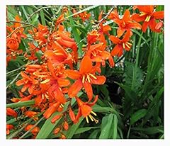 Orange lucifer crocosmia for sale  Delivered anywhere in USA 