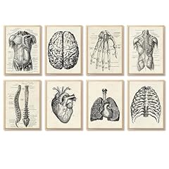 Ohhvvow human anatomy for sale  Delivered anywhere in USA 