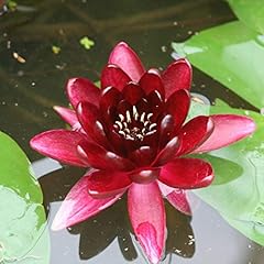 Live water lilies for sale  Delivered anywhere in USA 