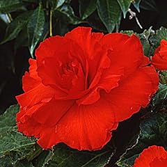 Easy grow begonia for sale  Delivered anywhere in USA 