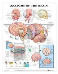 Anatomy the brain usato  Spedito ovunque in Italia 