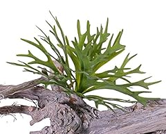 Artplants.de artificial stagho for sale  Delivered anywhere in UK
