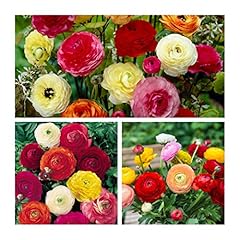Ranunculus mixed flower for sale  Delivered anywhere in Ireland