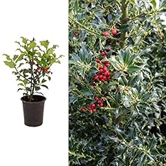 Ilex aquifolium alaska for sale  Delivered anywhere in UK