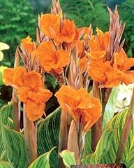 Bulb tuber canna for sale  Delivered anywhere in UK