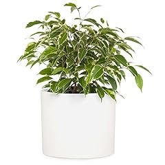 Fox fern planter for sale  Delivered anywhere in USA 