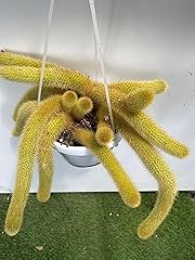 Hildewintera aureispina coda usato  Spedito ovunque in Italia 