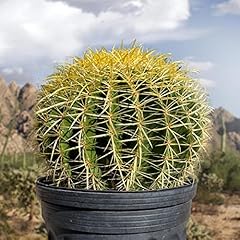 Cactus outlet golden for sale  Delivered anywhere in USA 