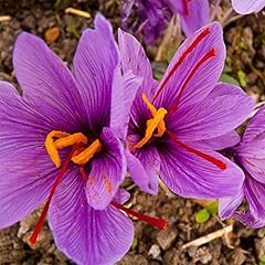 Haloppe crocus sativus usato  Spedito ovunque in Italia 