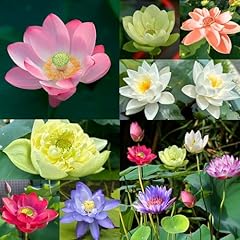 30pcs lotus samen gebraucht kaufen  Wird an jeden Ort in Deutschland