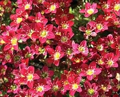 Red saxifraga perennial for sale  Delivered anywhere in Ireland