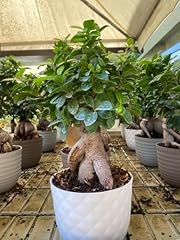 Bonsai ficus ginseng usato  Spedito ovunque in Italia 